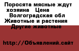 Поросята мясные ждут хозяина › Цена ­ 2 000 - Волгоградская обл. Животные и растения » Другие животные   